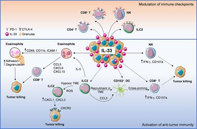 Anti-Tumorigenic Activities of IL-33: A Mechanistic Insight